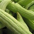 Armenian cucumber